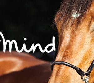 Newswire Feb 2022_CheltenhamFestival